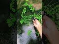 कटिंग से अपराजिता का पौधा तैयार करने का तरीका #trending #garden #youtubeshorts #gardening #plants#yt