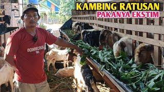 Kambing Ratusan Ekor Cuma Di Pakan Daun Singkong Karet 