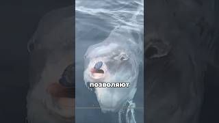 Эту рыбу - не трогают даже хищники #shorts #short #удивительныефакты #факты #интересно #рек #вирусно