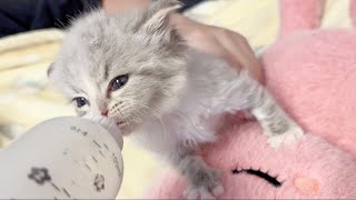 ASMR |  Kitten Milk Drinking  no talking