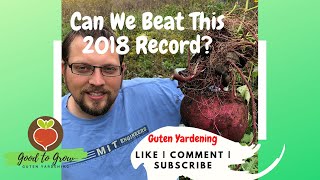 how to grow sweet potatoes slips 3 ways | maximize sweet potato harvest 2020 | succession planting