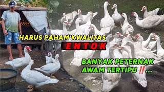 Download Lagu JANGAN TERTIPU ENTOK JUMBO ‼️#entok #ayam #duck MP3