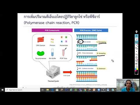 วีดีโอ: การวิเคราะห์ PCR: อะไรเป็นพิเศษ?