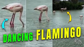 Dancing Flamingo Moving Both Legs Back and Forth in Place