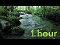 Nature Sounds of a Forest River for Relaxing-Natural Soothing Sound of a Waterfall & Bird Sounds