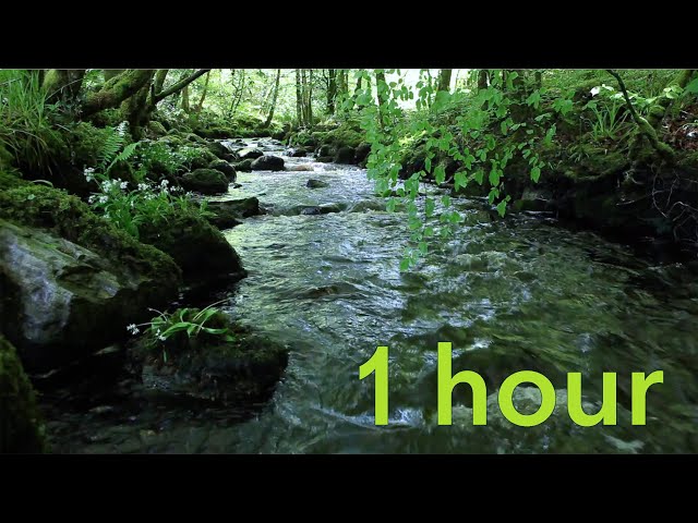 Nature Sounds of a Forest River for Relaxing-Natural meditation music of a Waterfall & Bird Sounds class=