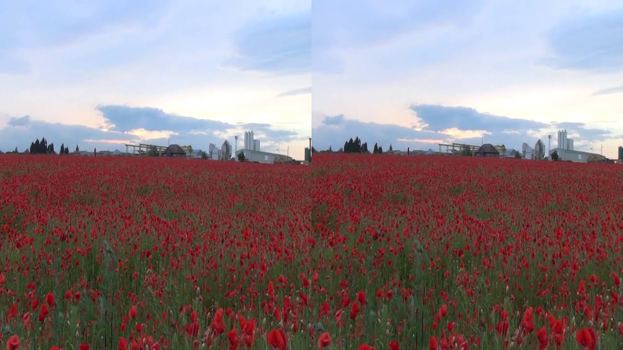 Poppy Field, Hawton Lane, Balderton 3D YouTube