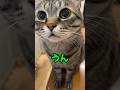 切なすぎる「うん」ママに相談するピノちゃまが可愛すぎる❤️ #猫 #保護猫 #cat