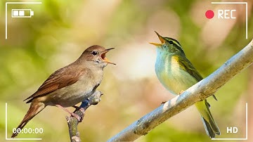 Birds Singing - Relaxing Bird Sounds Heal Stress, Anxiety and Depression, Heal The Mind