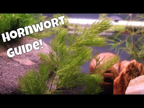 فيديو: هل النباتات تؤكسج الماء؟