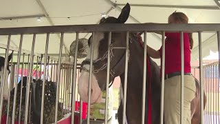 Budweiser Clydesdales highlight 2023 Balloon Classic in Canton