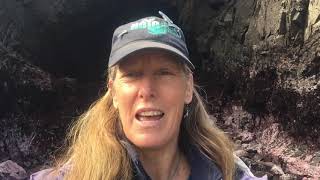 Tide Pooling: Sea Stars