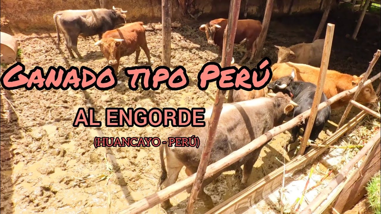 CENTRO DE ENGORDE DE LOS HERMANOS GARCIA (Huancayo - Perú) manejo-alimentación- etc