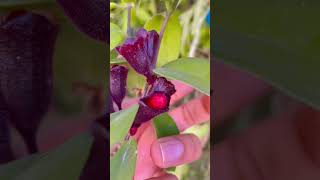 Lipstick plant #Aeschynanthus #rareflower  #rareplants @BackyardGardeningHindi