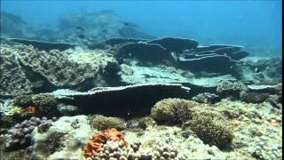 Buceo 2 Mile Reef Garden Route Ilha Bazaruto, Bazaruto national park, Mozambique
