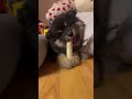 Just Chilling 🐾 Bambi the Finnish Lapphund Chews His Bone #puppy #cuteanimals #pets #dog