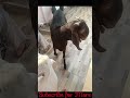 My Goat are Eating Garlic First Time..... #goat #ytshorts #mygoats #eatingtime