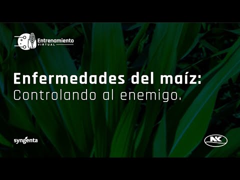 Video: Tratamiento del tizón de las plántulas de maíz: cómo controlar los síntomas del tizón de las plántulas de maíz