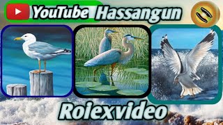 Hassan Gun Relaxing Video Song Rolex Relax Songvideo Relaxyourbrow Seranddisplays Regardsopen