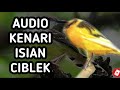 Masteran Burung Kenari Isian Ciblek I Kenari Isian Ciblek I Audio Kenari Isian Ciblek I Kicau Man Mp3 - Mp4 Download