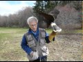 Falconry