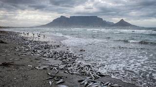 South Africa Today on 16 August 2026