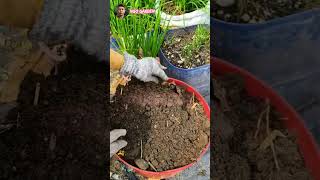How hay and banana trees create perfect soil for your vegetable garden. #garden #plants