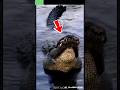 भूलकर भी इसके पास मत जाना!❌😱 | World's Most DANGEROUS Crocodile | #anyicon #shorts #crocodile