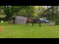 Polly Horse Agility May 2020