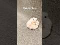 Hamster Core Animalshorts Animals Cuteanimals Hamster Hamsters Hamster Core Animalshorts Animals Cuteanimals Hamster Hamsters