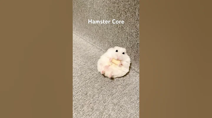 Hamster Core #animalshorts #animals #cuteanimals #hamster #hamsters
