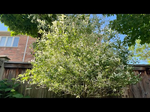 Pruning Willow tree @tototalomo