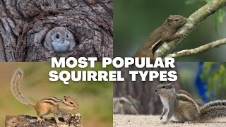 Animal Wildlife | Most Popular Squirrel Types