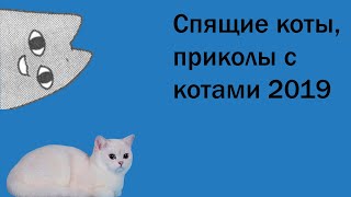 Приколы с котами, спящие коты 2019 Приколы с котами, спящие коты 2019