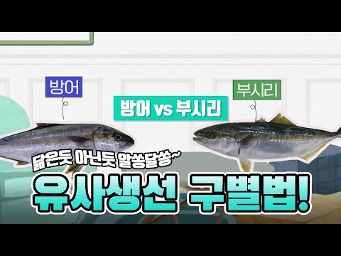 유사생선 구별법 출생의비밀편 (<strong>방어</strong> vs <strong>부시리</strong>)