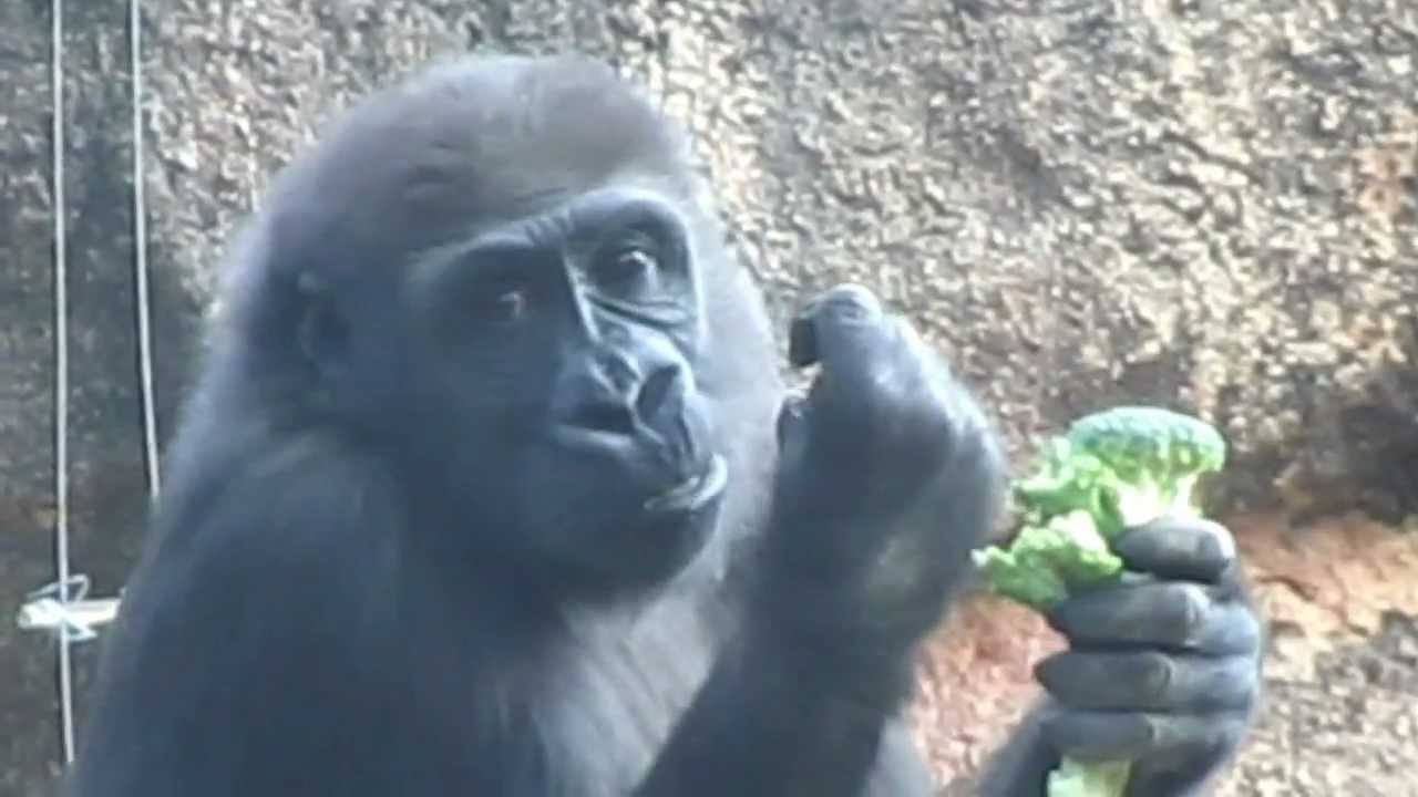 子ゴリラ ブロッコリーを食べる Baby Gorilla Eating Youtube