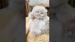 Born to Melt Hearts 💕 #britishlonghair #cat #catshorts #kitten