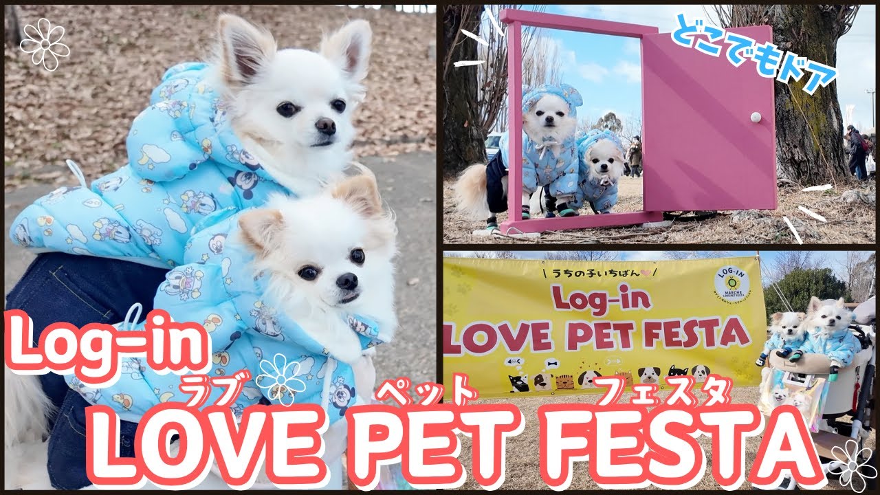 【チワワのふくむすび🐶】寒空の元、愛犬とドッグイベントに参加してきました‼︎ 『Log-in LOVE PET FESTA』✨