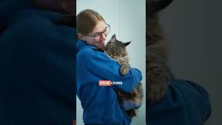 5 Interesting Facts about the MAINE COON 😻