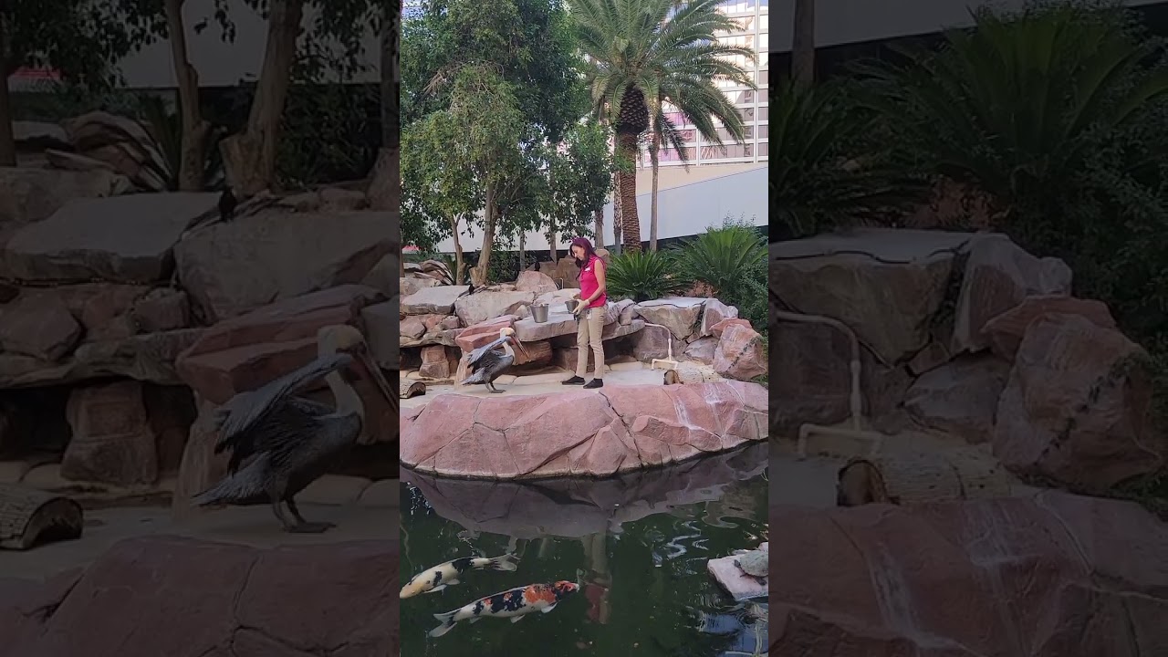 Feeding Bugsy (a rescue brown pelican) & gold fish