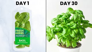 Infinite FREE Basil From The Store