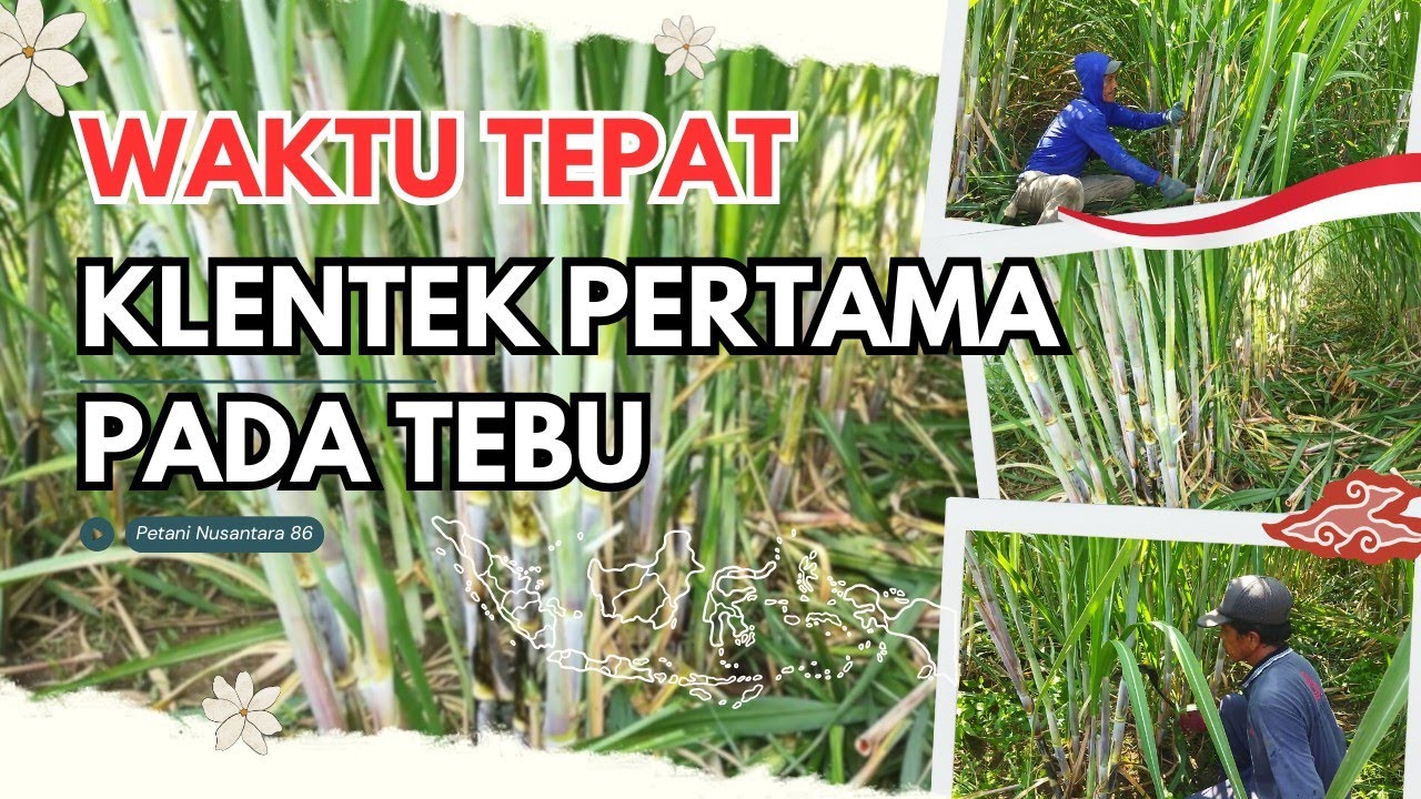 Waktu Klentek Daun Tebu #tebu #petani #petanitebu #pertanian