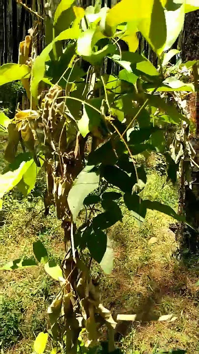 daun salam yang tumbuh di tengah hutan