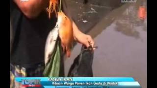 Download lagu [ANTV] TOPIK Panen IKan Gratis di Waduk