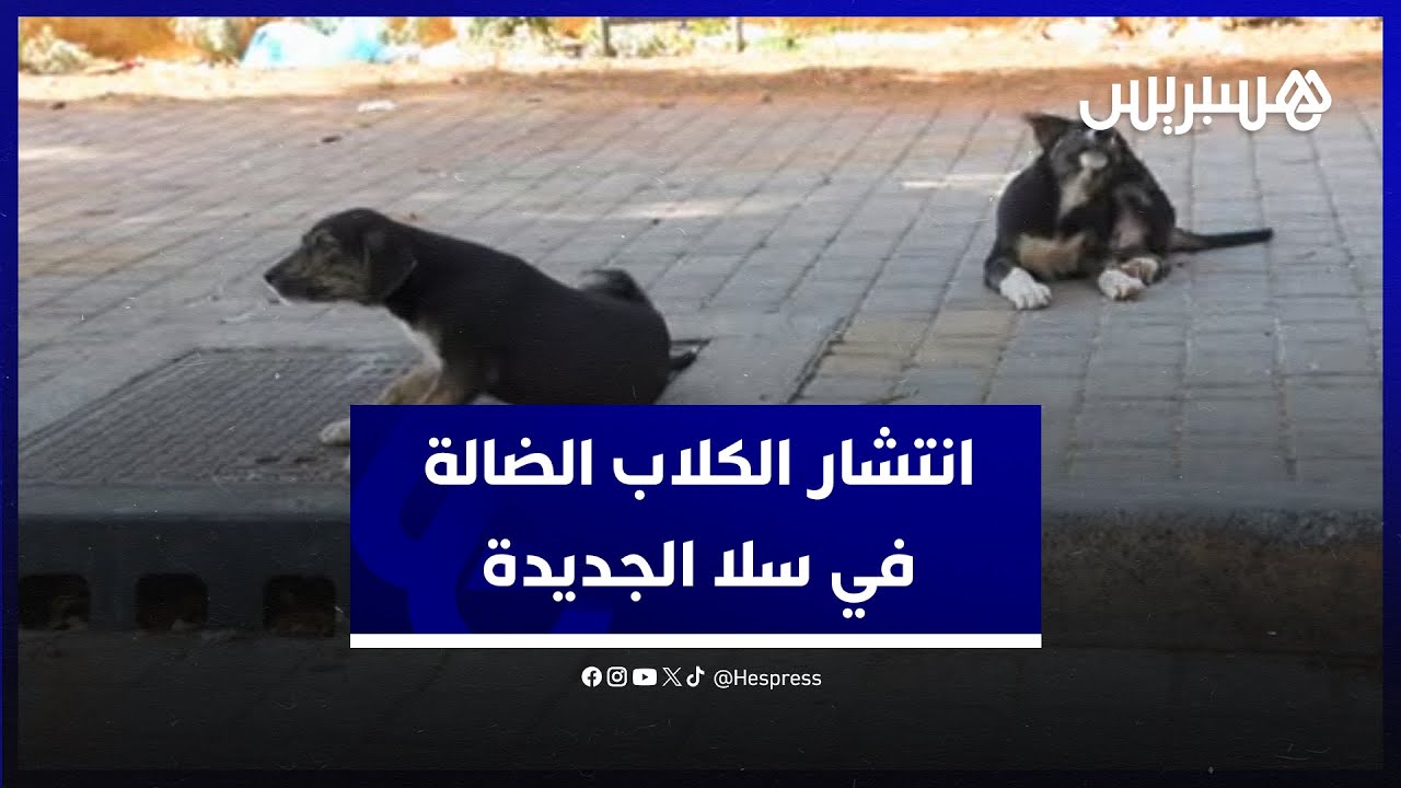انتشار الكلاب الضالة في سلا الجديدة.. ساكنة المدينة تطالب المسؤولين بالتحرك لرفع الضرر