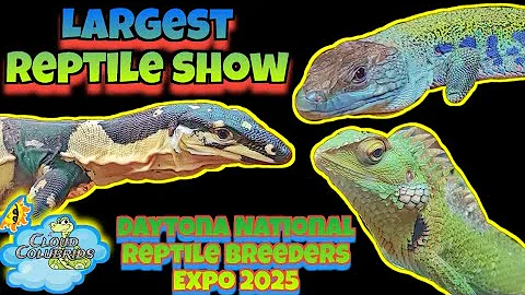 The largest reptile show in America. Daytona National Reptile Breeders Expo 2025