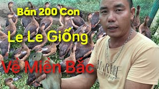 Giá chim le le giống. địa chỉ bán chim le le giống uy tín