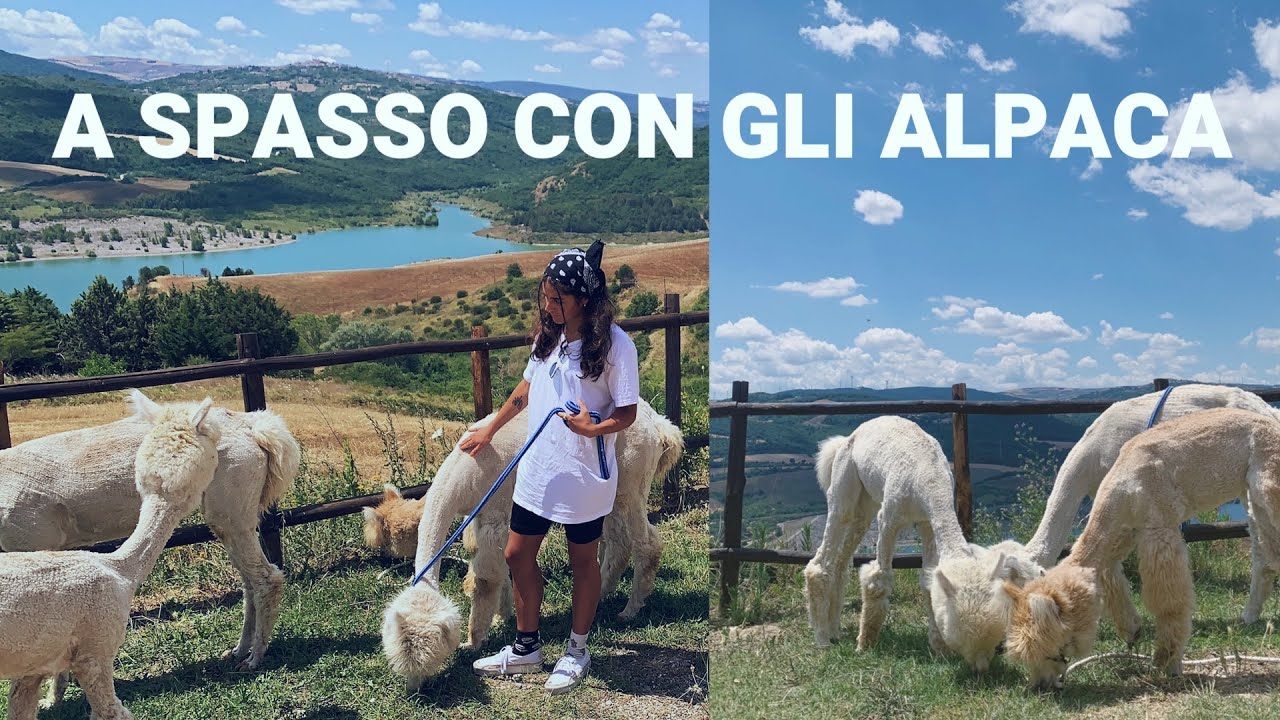 Ho conosciuto l’ALPACA COTOLETTA 🦙 | Allevamento di Alpaca in Basilicata🌳
