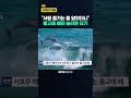 "바다 위 환상 쇼" 돌고래 떼의 완벽 호흡 / KNN