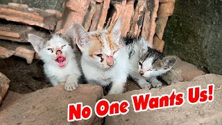 Rescue 3 poor hungry kittens in an abandoned house, kitten happiness